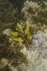 Cystophora xiphocarpa