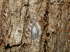 Tamopsis fickerti