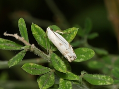 Plectophila discalis