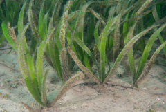 Posidonia australis