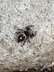 Phidippus audax