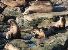 Zalophus californianus