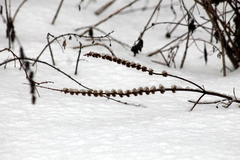 Leonurus quinquelobatus