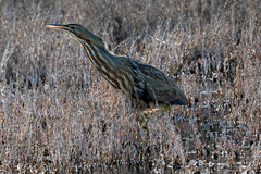 Botaurus lentiginosus
