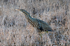 Botaurus lentiginosus