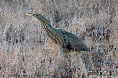 Botaurus lentiginosus