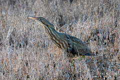 Botaurus lentiginosus