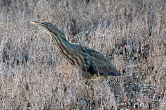 Botaurus lentiginosus