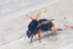 Bombus eximius