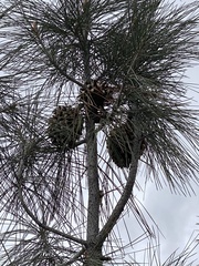 Pinus sabiniana