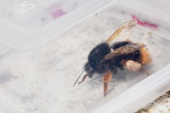 Bombus eximius