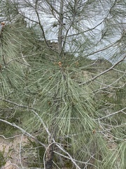 Pinus sabiniana