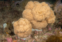 Dendronephthya australis