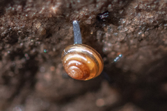 Euconulus fulvus