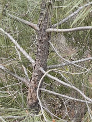Pinus sabiniana