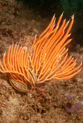 Sphaerokodisis australis
