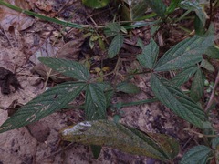 Flemingia parviflora