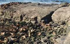 Zalophus californianus