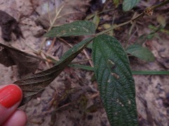 Flemingia parviflora