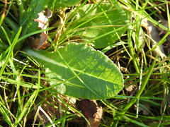 Primula veris