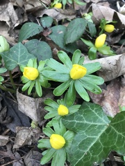 Eranthis
