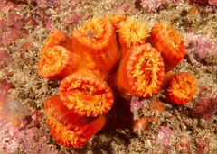 Australopsammia aurea