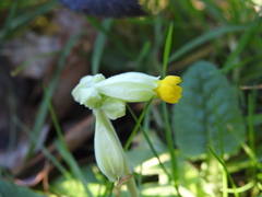 Primula veris