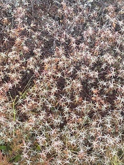 Dracophyllum recurvum