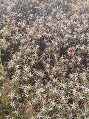 Dracophyllum recurvum