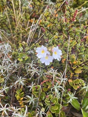 Euphrasia cuneata