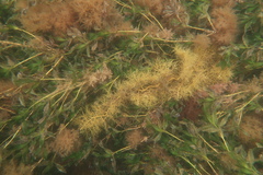 Cystophora subfarcinata
