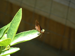 Cephrenes augiades