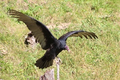 Cathartes aura septentrionalis