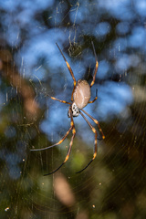Trichonephila plumipes