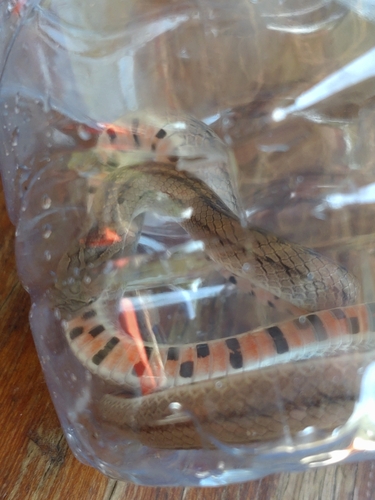 Striped Kukri Snake