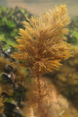 Caulocystis cephalornithos