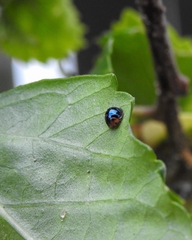 Chilocorus nigritus