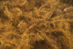 Cystophora subfarcinata