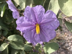 Solanum hindsianum