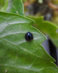 Chilocorus nigritus