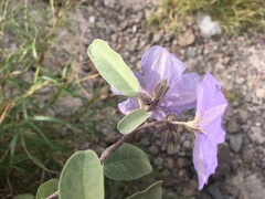 Solanum hindsianum