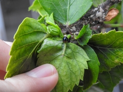 Chilocorus nigritus
