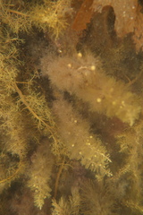 Phyllotricha verruculosa