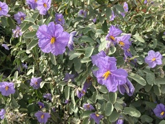 Solanum hindsianum