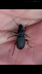 Pterostichus niger