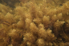 Phyllotricha verruculosa