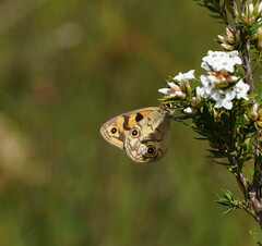 Heteronympha cordace
