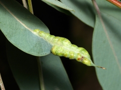 Fergusobia