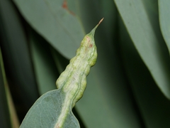 Fergusobia