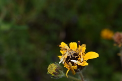 Euphoria subtomentosa